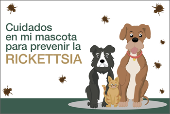 Cuida a tu mascota para prevenir Rickettsia